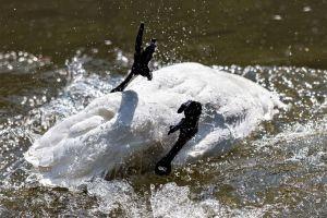 Taleb Releases a Dirty Swan Upon Bitcoin, Bitcoiners Were Fast to Clean It 101